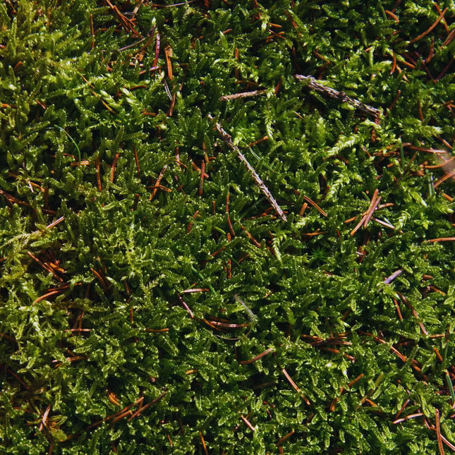 Echtes Plattenmoos – natürliches Deko-Moos für Terrarien