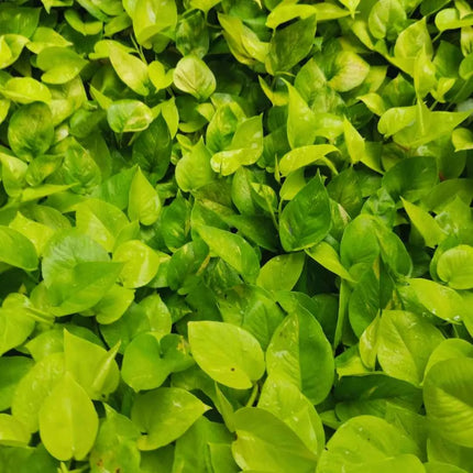 Epipremnum "Golden Pothos"