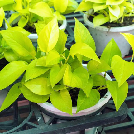 Epipremnum "Golden Pothos"