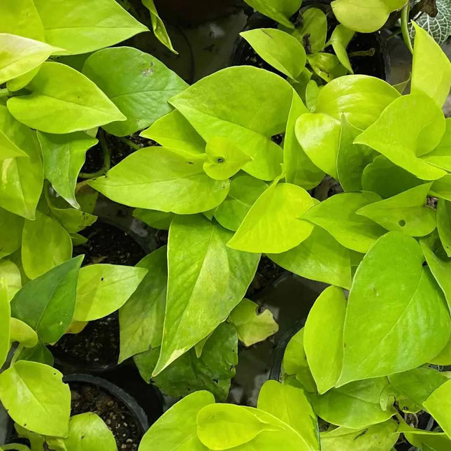 Epipremnum "Golden Pothos"