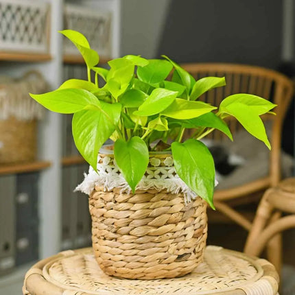 Epipremnum "Golden Pothos"