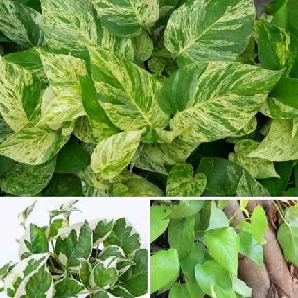 Epipremnum Trio Set – Happy Leaf, Marble Queen & Aureum