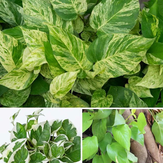Epipremnum Trio Set – Happy Leaf, Marble Queen & Aureum
