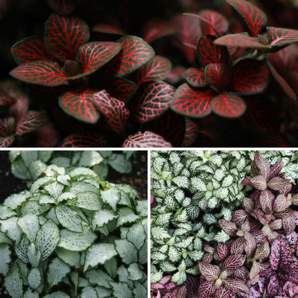 Fittonia Set – 3 Farben für dein Terrarium (Pink, Red & White Anne)