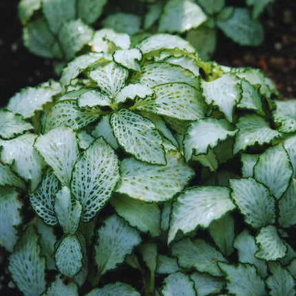 Fittonia Set – 3 Farben für dein Terrarium (Pink, Red & White Anne)
