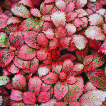 Fittonia Set – 3 Farben für dein Terrarium (Pink, Red & White Anne)