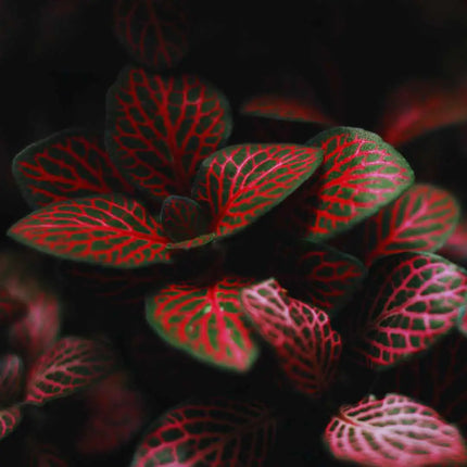 Fittonia Set – 3 Farben für dein Terrarium (Pink, Red & White Anne)