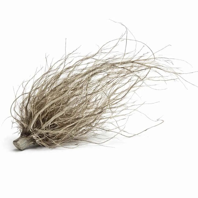 Mantai Wood – Filigrane Naturwurzel für Terrarium & Aquascaping