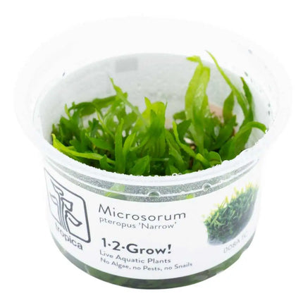 Microsorum pteropus 'Narrow' | In-Vitro