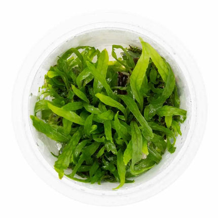 Microsorum pteropus 'Narrow' | In-Vitro