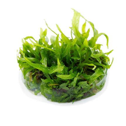 Microsorum pteropus 'Narrow' | In-Vitro