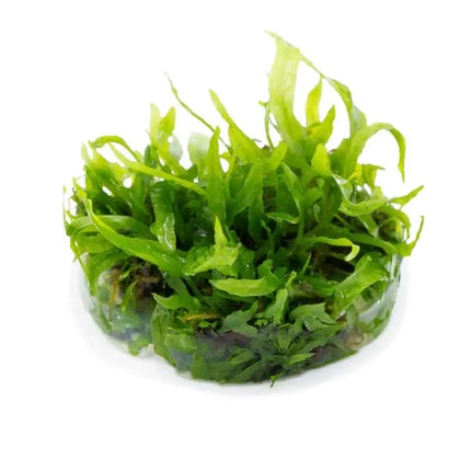 Microsorum pteropus 'Narrow' | In-Vitro