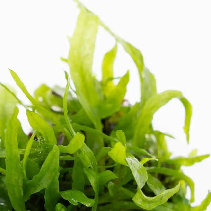 Microsorum pteropus 'Narrow' | In-Vitro