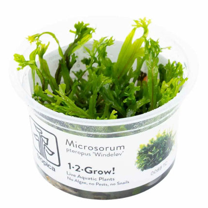 Microsorum pteropus 'Windeløv' | In-Vitro