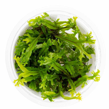 Microsorum pteropus 'Windeløv' | In-Vitro