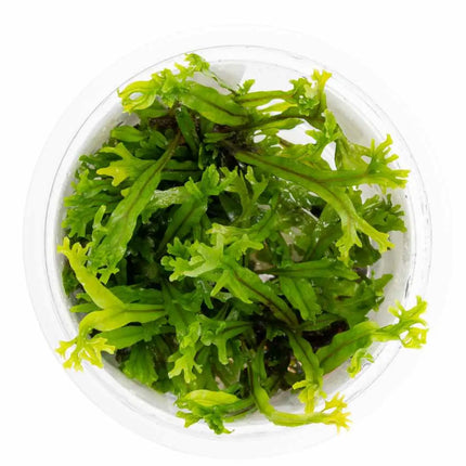 Microsorum pteropus 'Windeløv' | In-Vitro