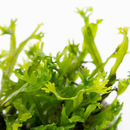 Microsorum pteropus 'Windeløv' | In-Vitro