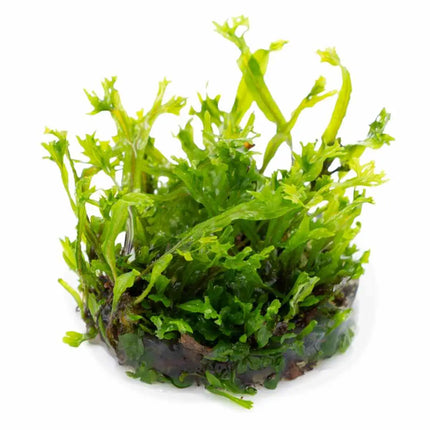 Microsorum pteropus 'Windeløv' | In-Vitro