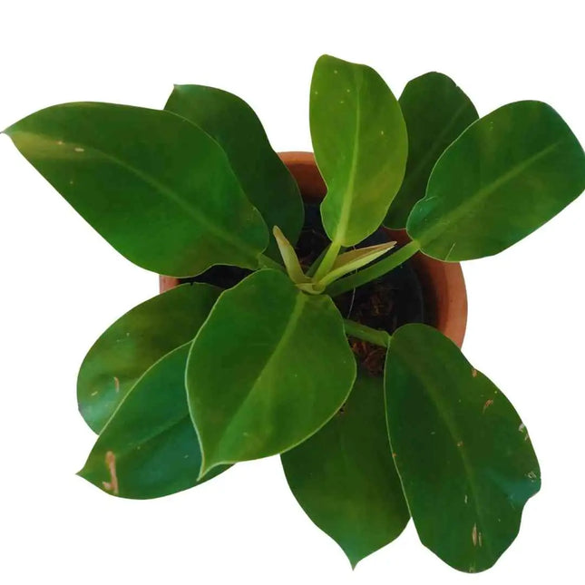 Philodendron `Green Princess´