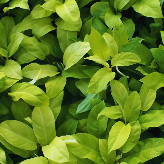 Philodendron `Green Princess´