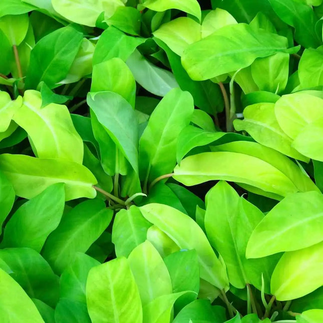 Philodendron Lemon Lime