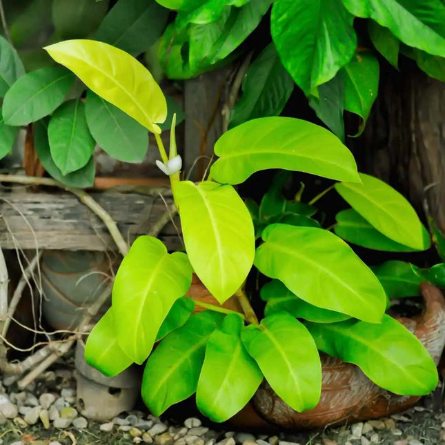 Philodendron Lemon Lime