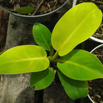 Philodendron Lemon Lime