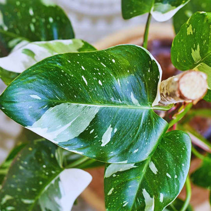 Philodendron White Princess