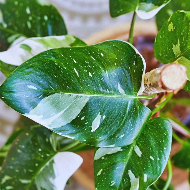 Philodendron White Princess