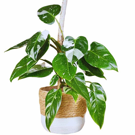 Philodendron White Princess