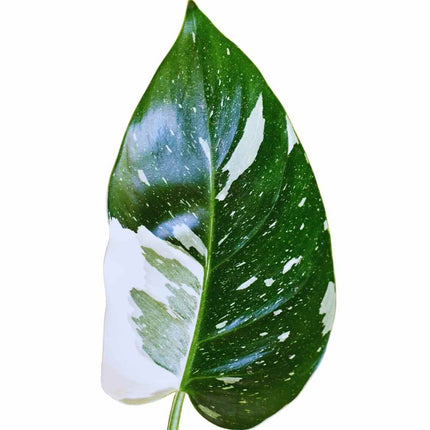 Philodendron White Princess