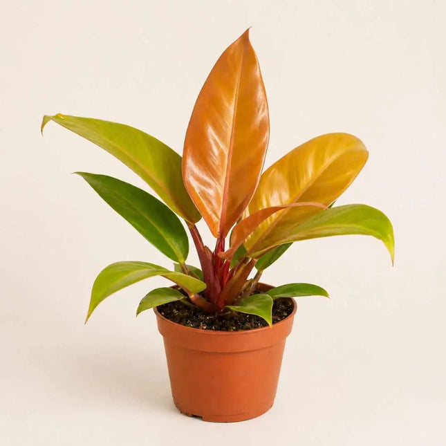Philodendron 'Prince of Orange'