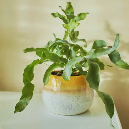 Phlebodium aureum