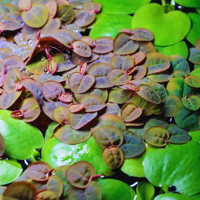 Phyllanthus fluitans - Schwimmende Wolfsmilch