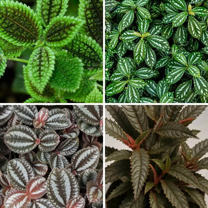 Pilea Quartet Set – cadierei, hitchcockii, Moon Valley & Norfolk
