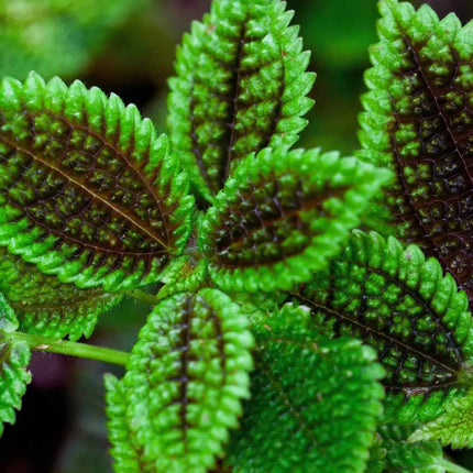 Pilea mollis 'Moon Valley'