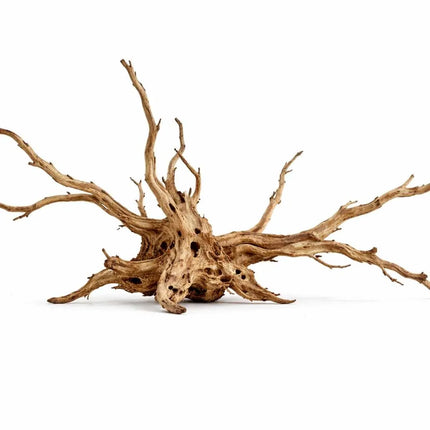 Rote Moorwurzel - Spiderwood