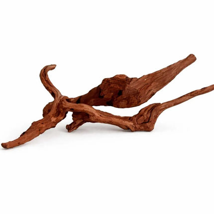 Rote Moorwurzel - Spiderwood