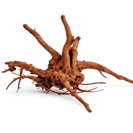 Rote Moorwurzel - Spiderwood