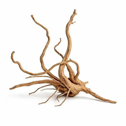 Rote Moorwurzel - Spiderwood