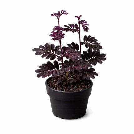 Solanum uleanum