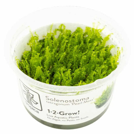 Solenostoma tetragonum 'Pearl Moss' |In-Vitro