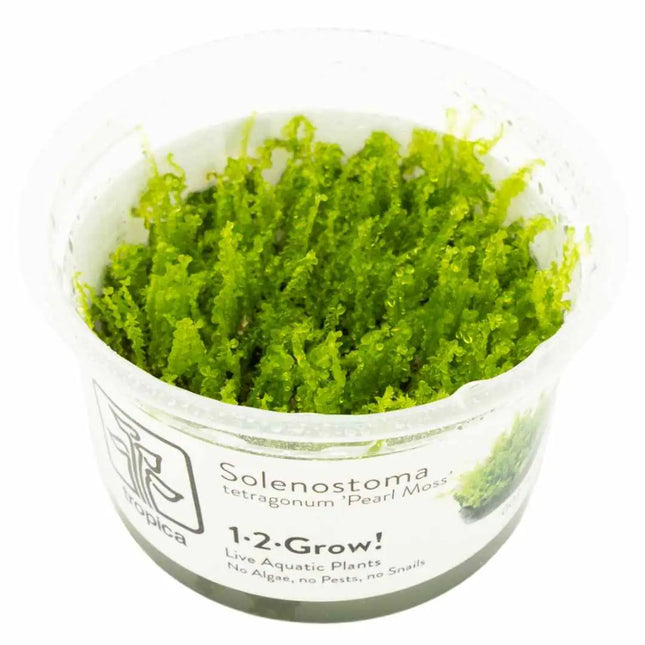 Solenostoma tetragonum 'Pearl Moss' |In-Vitro