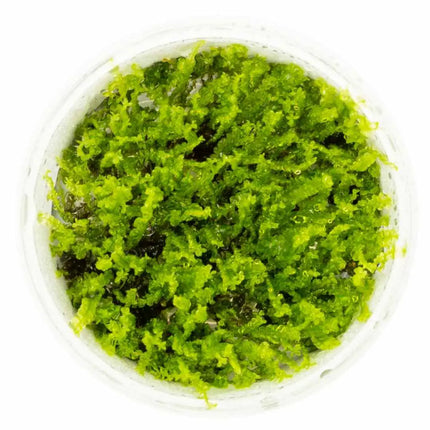 Solenostoma tetragonum 'Pearl Moss' |In-Vitro