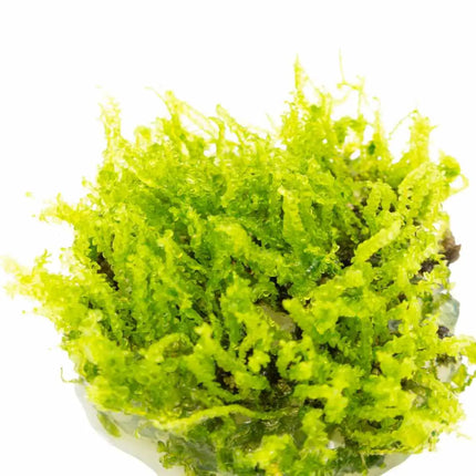 Solenostoma tetragonum 'Pearl Moss' |In-Vitro
