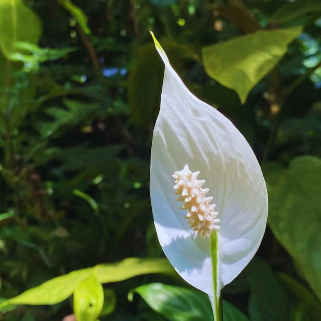 Spathiphyllum wallisii