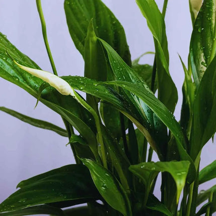 Spathiphyllum wallisii