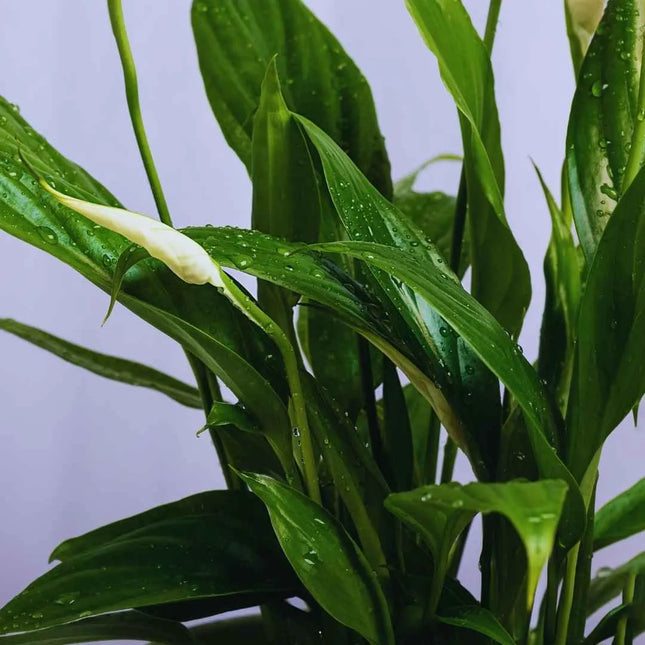 Spathiphyllum wallisii