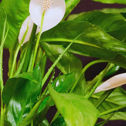 Spathiphyllum wallisii