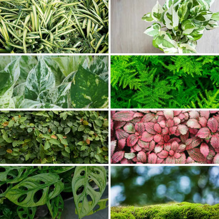 Starter Terrarienpflanzen Set – 8 Pflanzen für dein perfektes Setup